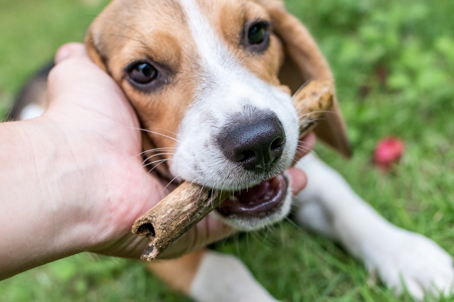 犬の噛み癖