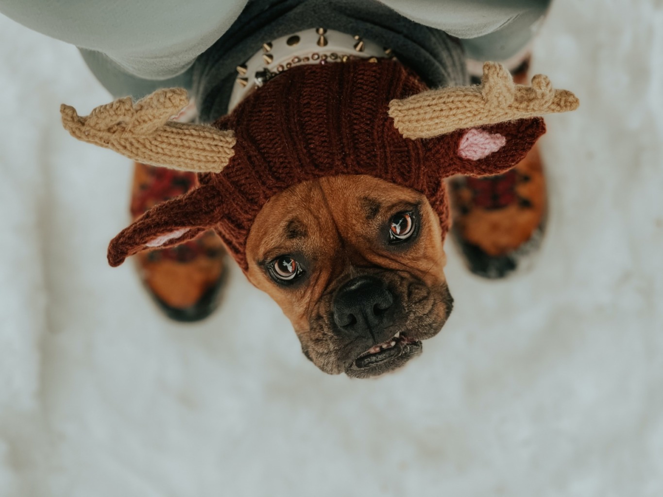 犬が噛む理由