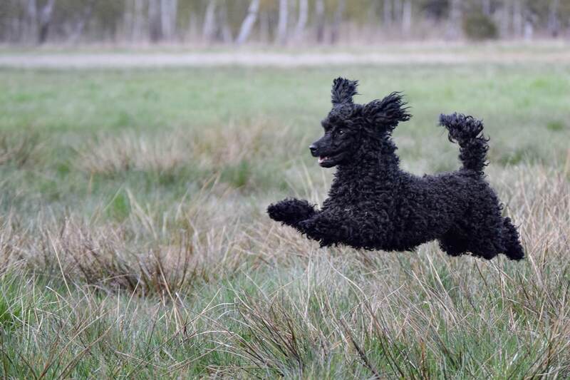 犬が飛びつく気持ち