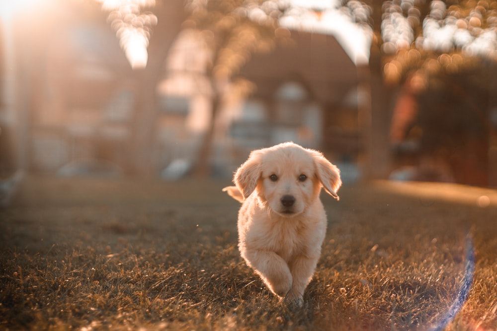 犬 の 散歩 めんどくさい