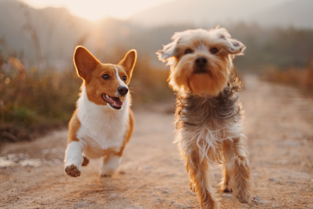 犬 の 散歩 めんどくさい