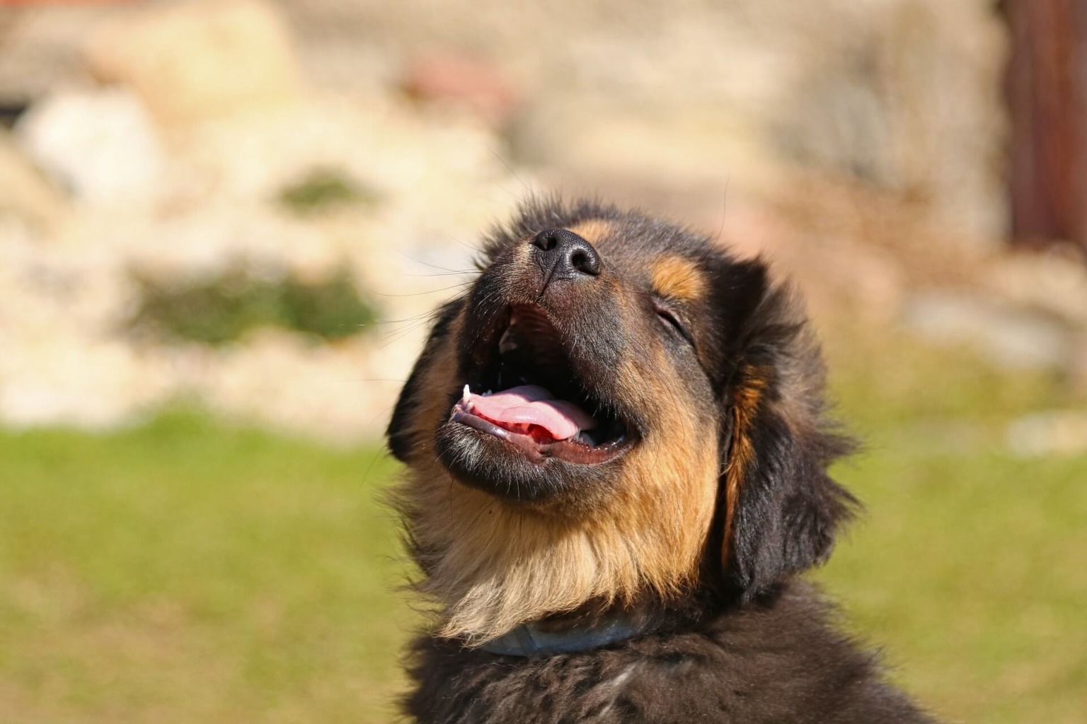 子犬のうちにトイレトレーニングをしておくメリット