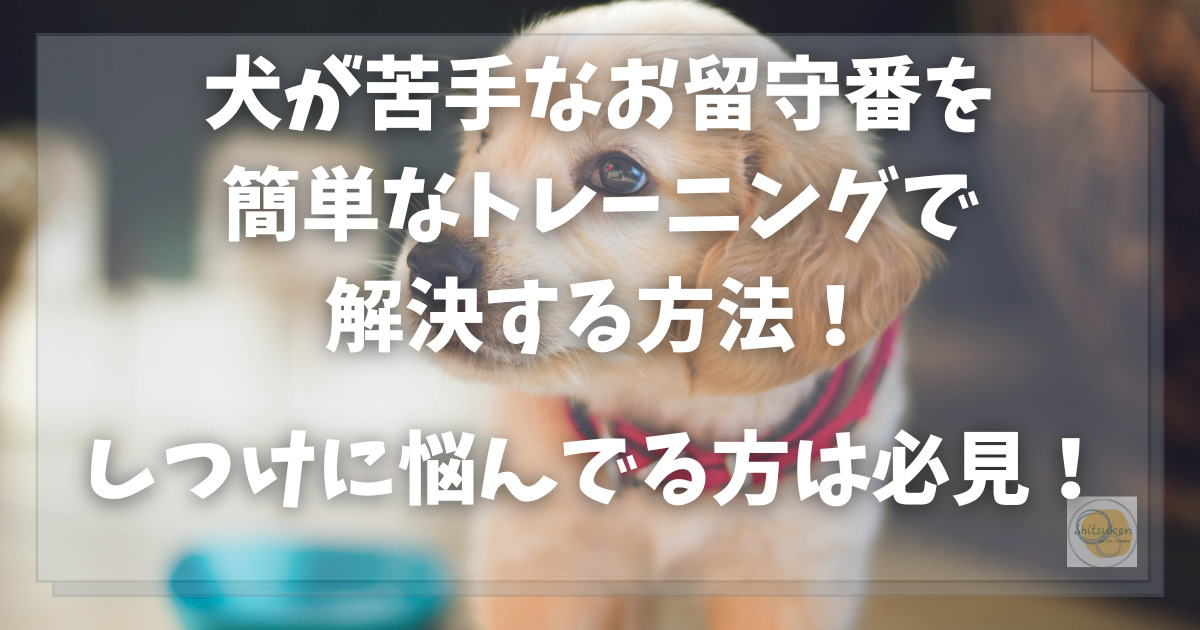犬　お留守番　トレーニング